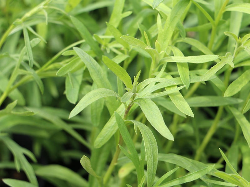 Artemisia dracunculus, Pelyněk estragon, Fotografie 1