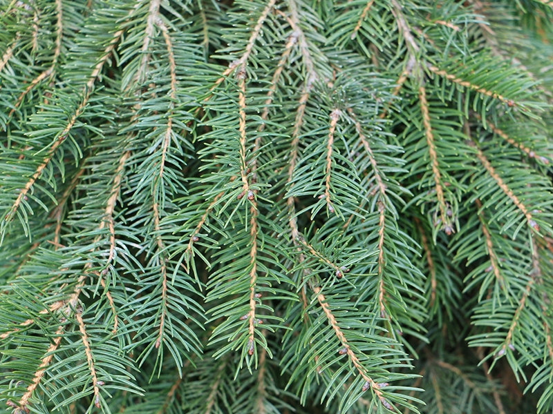 Picea abies 'Formánek', Smrk ztepilý, Fotografie 2