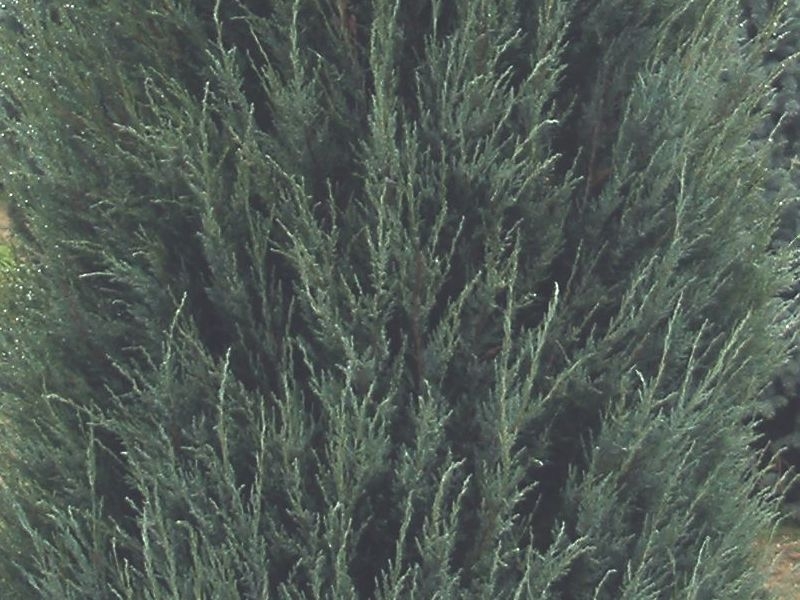 Juniperus virginiana 'Skyrocket', Jalovec virginský, Fotografie 2