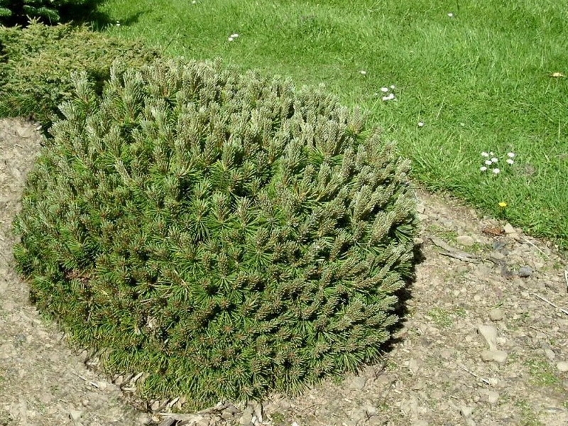Pinus mugo 'Benjamin', Borovice kleč, Fotografie 2