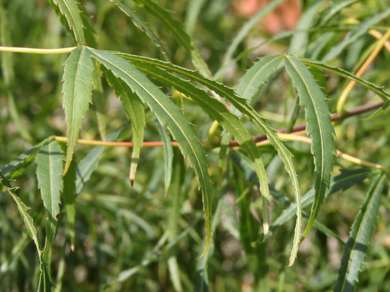 Acer palmatum 'Koto No Ito', Javor dlanitolistý, Fotografie 2