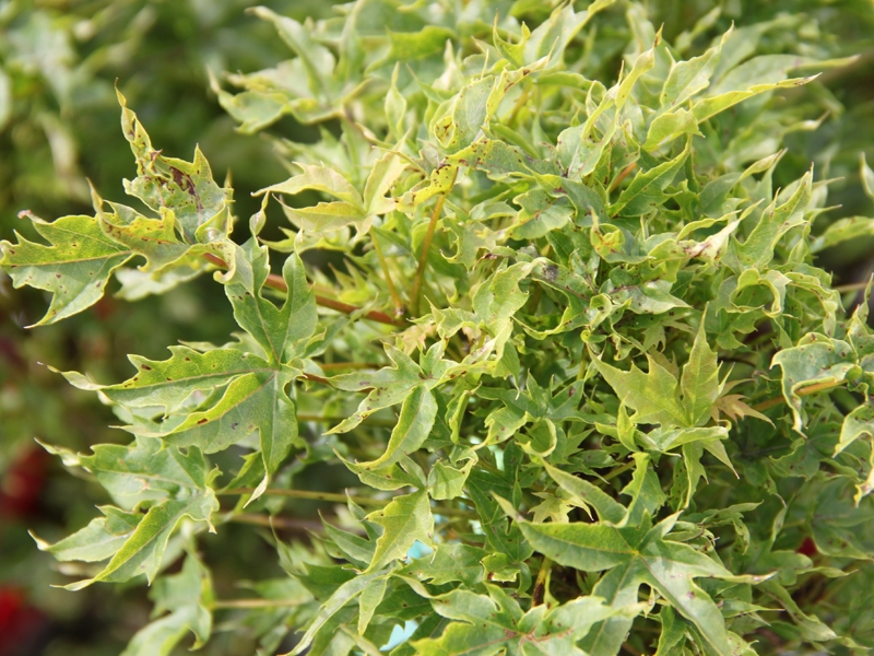 Acer platanoides 'Nowusch', Javor mléč, Fotografie 1