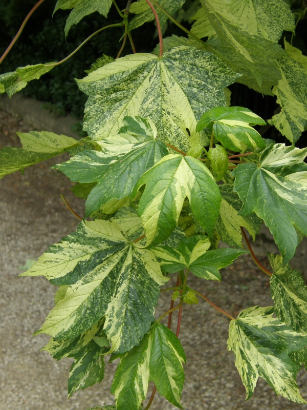 Acer pseudoplatanus 'Leopoldii', Javor klen, Fotografie 1