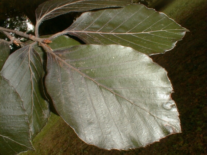 Fagus sylvatica 'Atropurpurea', Buk lesní červenolistý, Fotografie 2