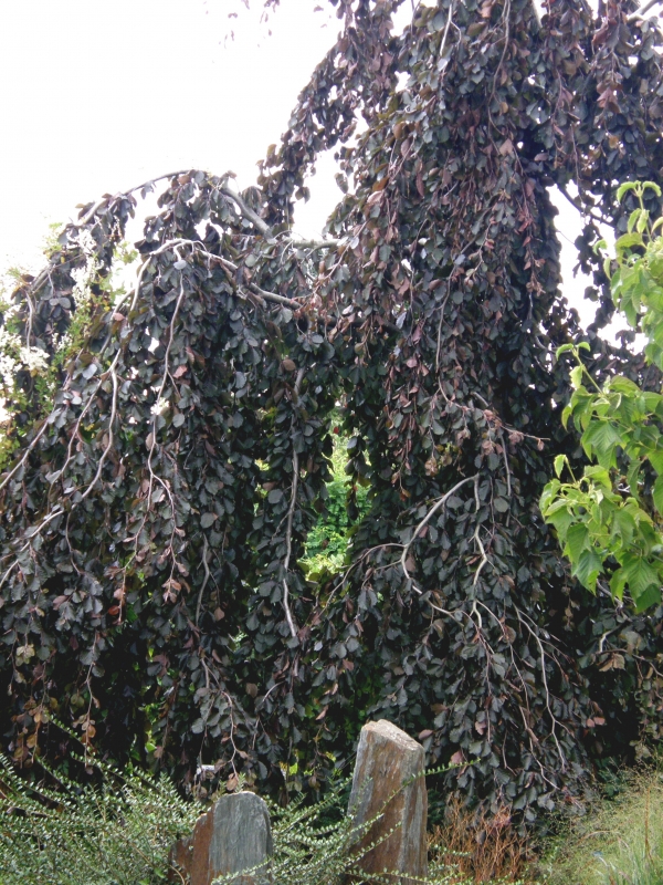 Fagus sylvatica 'Purpurea Pendula', Buk lesní, Fotografie 1