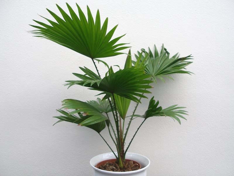 Livistona rotundifolia, Livistonie , Fotografie 1