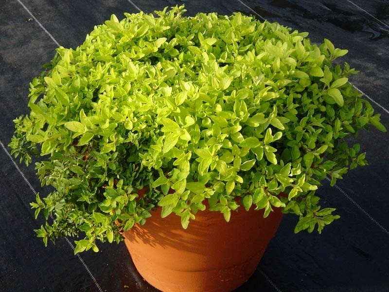 Origanum vulgare 'Aureum', Dobromysl obecná, Fotografie 1